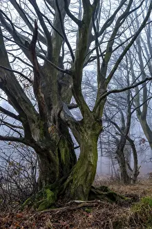 Native tree with gnarled branches and moss-covered tree trunk on the edge of a foggy forest in winter