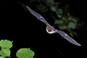 Natterer's bat (Myotis nattereri) in flight