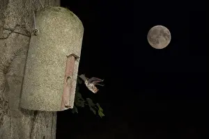 Natterer's bat (Myotis nattereri) leaves bat box