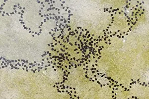 Natterjack toad (Bufo calamita)