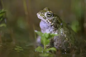 A natterjack toad (Bufo calamita) relaxing in the water of its spawning biotope