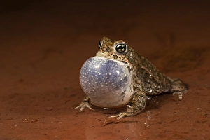 Natterjack toad (Epidalea calamita)