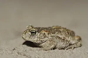 Natterjack toad (Epidalea calamita)