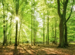 Natural beech forest in the early morning