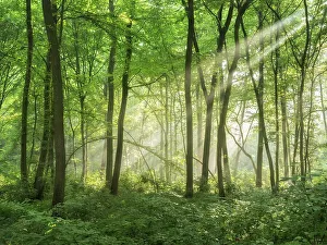 Natural deciduous forest of oaks