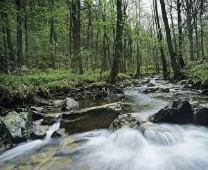 Natural forest stream in spring