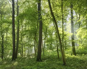Category Forests Prints: Natural mixed forest of oaks and beeches in the morning light