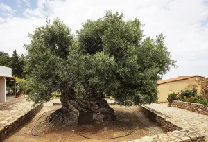 Natural monument, oldest olive tree in the world in the village of Pano Vouves