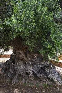 Natural monument, oldest olive tree in the world in the village of Pano Vouves