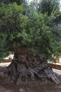 Natural monument, oldest olive tree in the world in the village of Pano Vouves