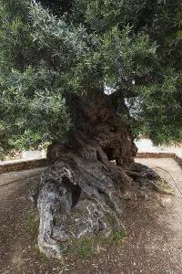 Natural monument, oldest olive tree in the world in the village of Pano Vouves