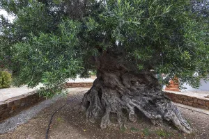 Natural monument, oldest olive tree in the world in the village of Pano Vouves