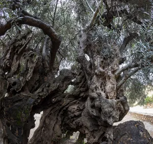 Natural monument, oldest olive tree in the world in the village of Pano Vouves