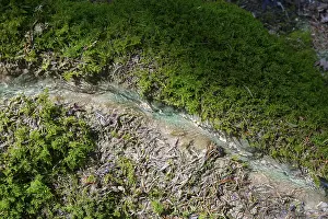 Natural phenomenon in the forest