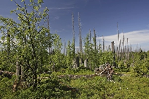 Natural reforestation on the Lusen