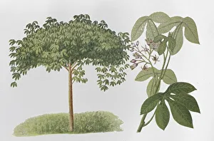 Natural rubber, tree cassava or Ceara rubber tree