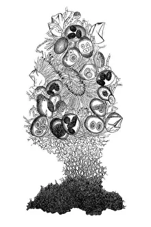 Natural structure of a truffle