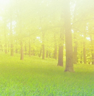 Nature art, forest with beech-trees in the springtime
