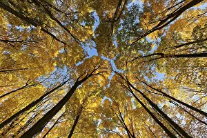 Nature, autumnal forest, view from below into the tree tops