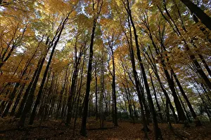 Nature, autumnal forest, view from below into the tree tops