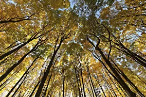 Nature, autumnal forest, view from below into the tree tops