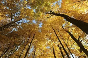 Nature, autumnal forest, view from below into the tree tops