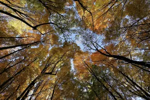 Nature, autumnal forest, view from below into the tree tops