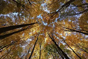 Nature, autumnal forest, view from below into the tree tops