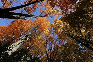 Nature, autumnal forest, view from below into the tree tops
