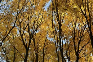 Nature, autumnal forest, view from below into the tree tops