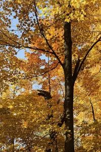 Nature, autumnal forest, view from below into the tree tops