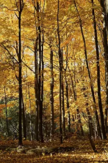 Nature, autumnal forest, view from below into the tree tops