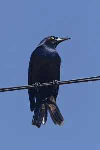 Nature, bird, Common Grackle (Quiscalus quiscula) Province of Quebec