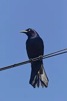 Nature, bird, Common Grackle (Quiscalus quiscula) Province of Quebec