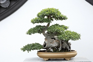 Category Buddhism Prints: Nature, bonsai plant, Botanical Garden