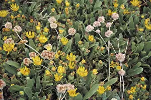 Nature closeup conceptual abstract showing wild yellow flowers and leaf