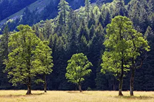 Nature conservancy area Grosser Ahornboden