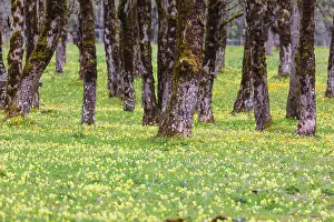 Nature conservancy area Grosser Ahornboden