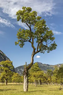 Nature conservancy area Grosser Ahornboden