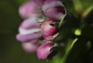 Nature in the Dutch province of Drenthe on 19/4/2019 sprouts leaves and blossoms all over the Hondsrug forests