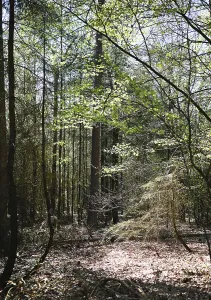 Nature in the Dutch province of Drenthe on 19/4/2019 sprouts leaves and flowers all over the Hondsrug forests