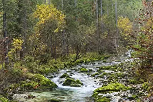 Nature in the Echerntal. The forest stream