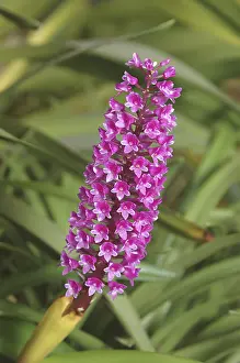 Category Historic EN Prints: Nature, Flower Arpophyllum Alpinum
