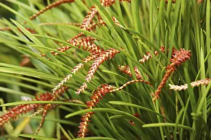 Nature, Flower, Dendrochilum Arachnites