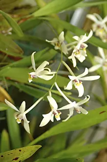 Category Historic EN Prints: Nature, Flower, Epigeneium Triflorum Orchid