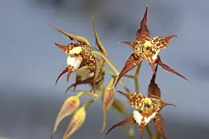 Category Historic EN Prints: Nature, Flower, Lemboglossum Cordatum Orchids