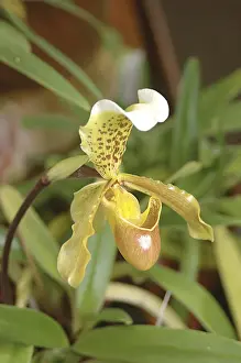 Category Historic EN Prints: Nature, Flower, Paphiopedilum Insigne Orchid