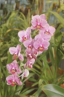 Category Historic EN Prints: Nature, Flower, Phalaenopsis Hybrid