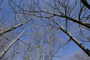 Nature, forest, tree tops from below