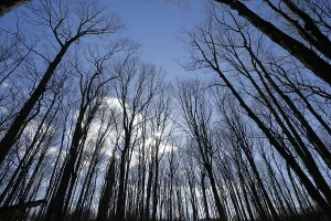Nature, forest, tree tops from below